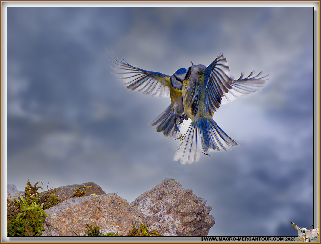 Mésange bleue
